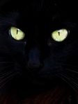 pic for Black cat